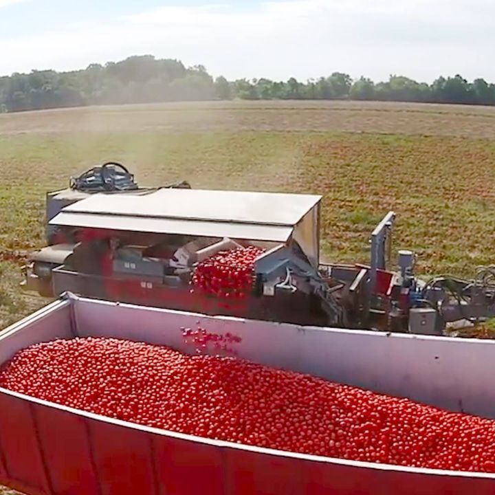 Tomato sorter