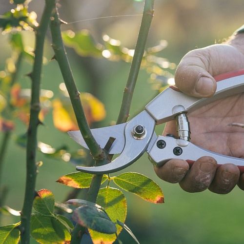 Πότε και πώς γίνεται το κλάδεμα της τριανταφυλλιάς (+video) | Τα Μυστικά του Κήπου