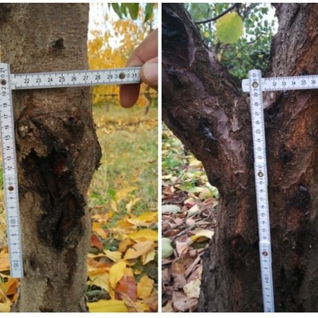 Cytospora στα Πυρηνόκαρπα - Οι καταστροφικές συνέπειες του "Καρκίνου των δένδρων" - Farmacon - Blog - Η #1 online αγροτική εφαρμογή